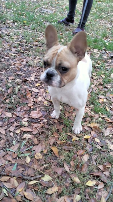 Французский бульдог