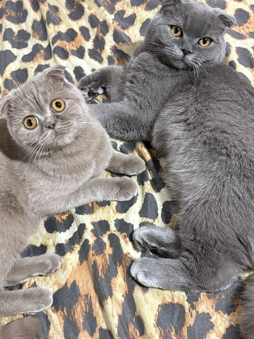 продаю породистых кошек