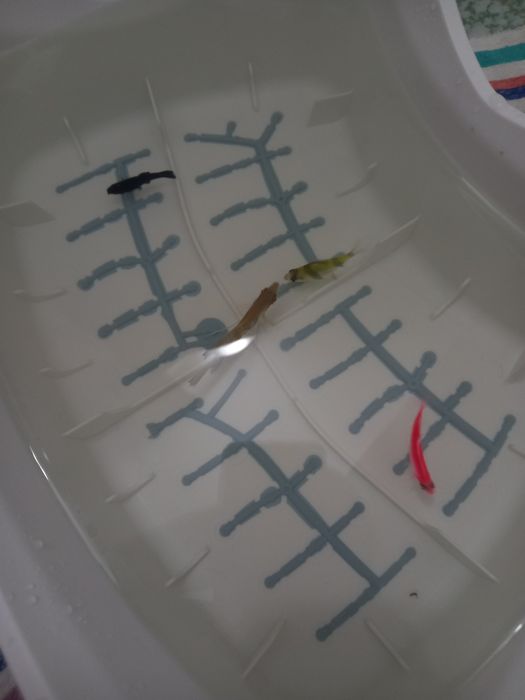 Vând acvariu cu filtru ci peștișori