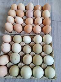Ouă bio pt.incubat sau consum