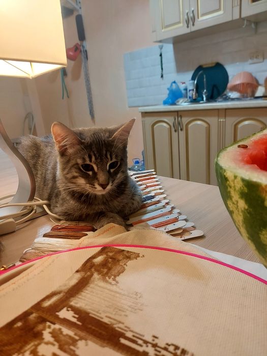 Отдам девочку бесплатно