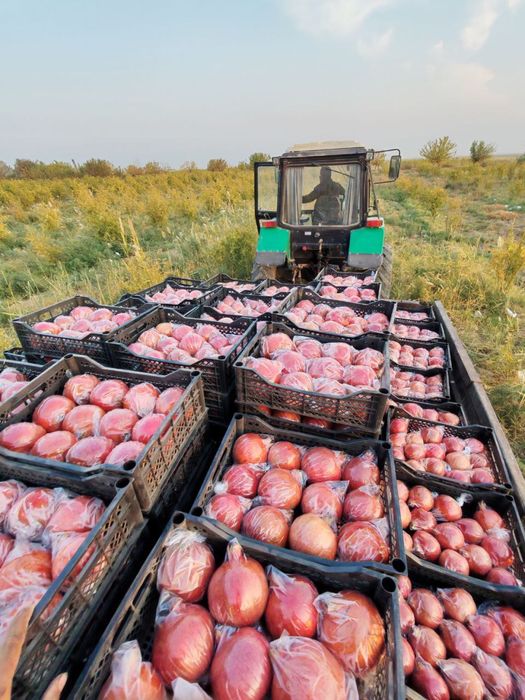 Sherabod anori, Щербацкий гранаты