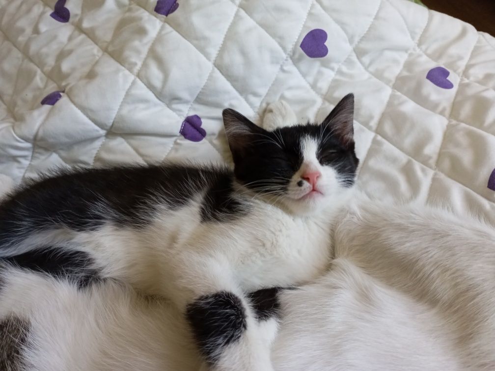 Котёнок в добрые руки, 3 месяца.