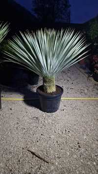 Yucca rostrata, palmieri, plante exotice rezistente la îngheț, ghivece