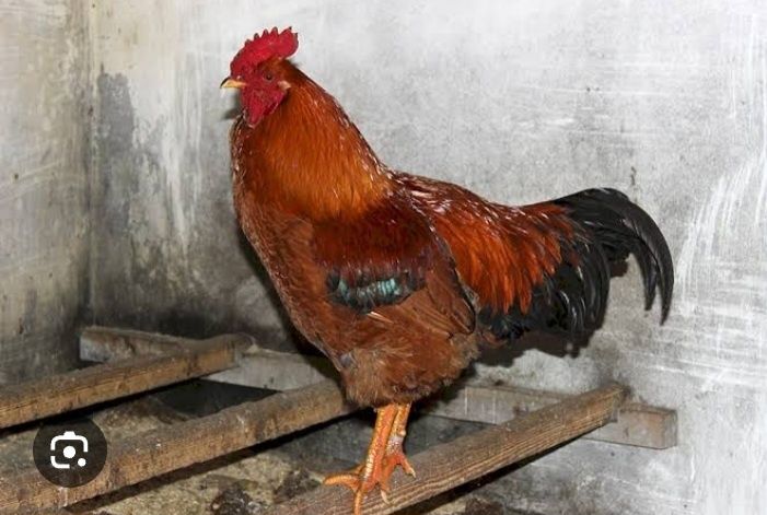 Петух Атеш Кучинский