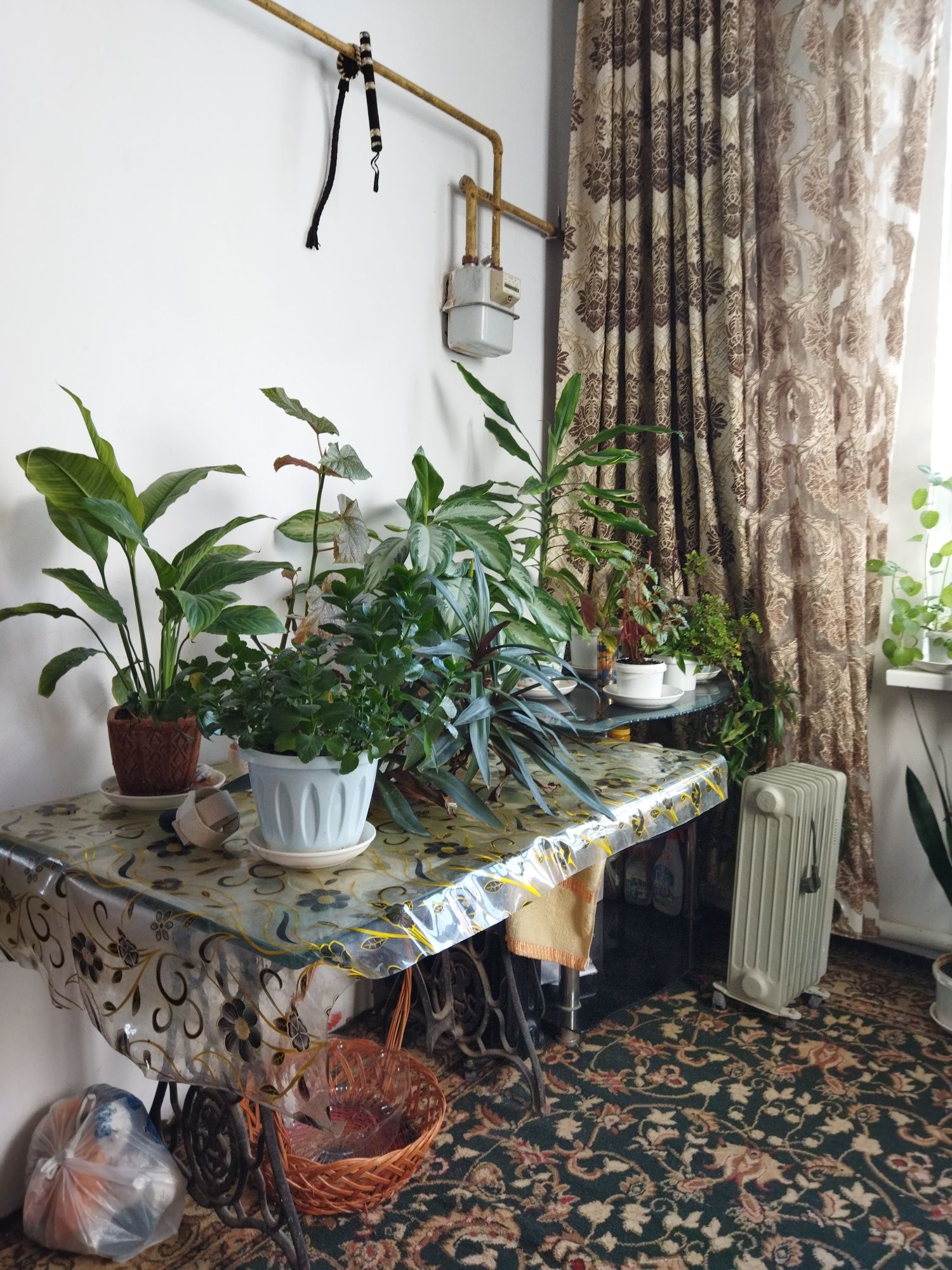 Комнатные растения