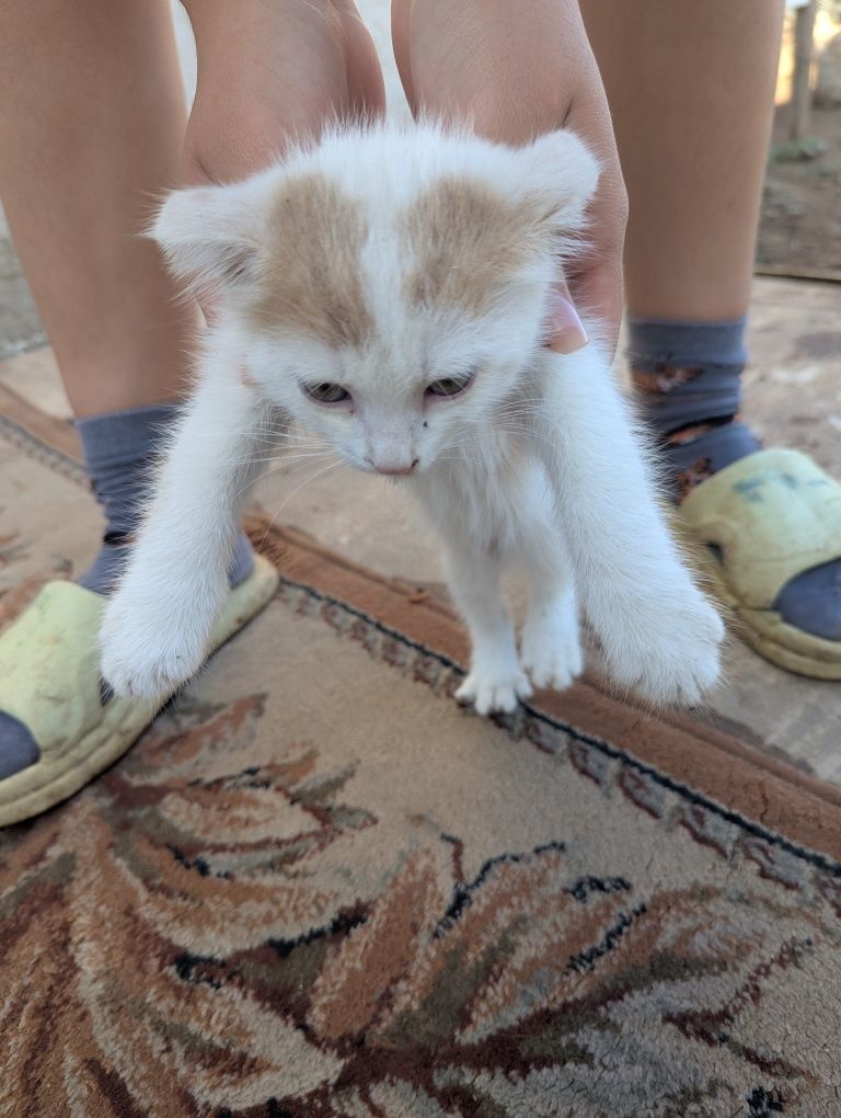 Марғаулар котята