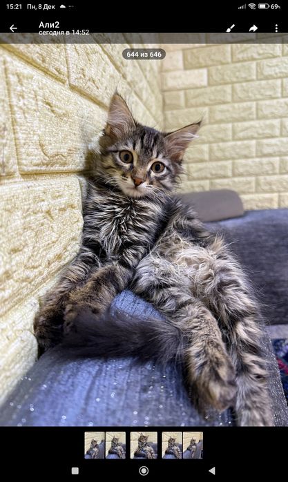 Отдам даром котенка