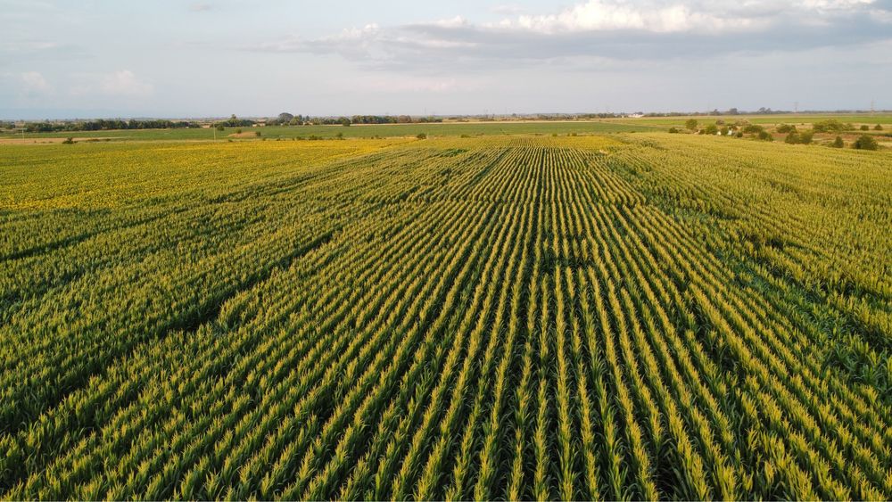 Сенаж , Силаж ,  Ливадно Сено, Слама