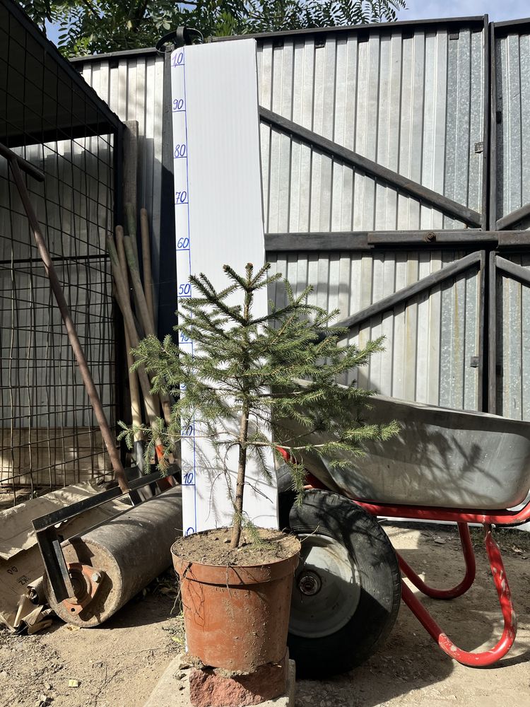 Продажа сеянцев и саженцев деревьев и кустарников!