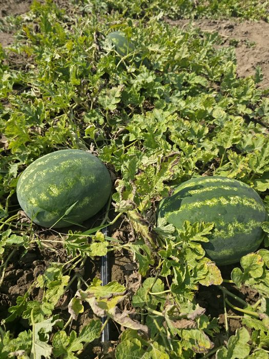 Vand Lubeniță de BAZOȘ