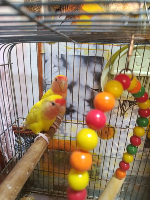 Продаются неразлучники