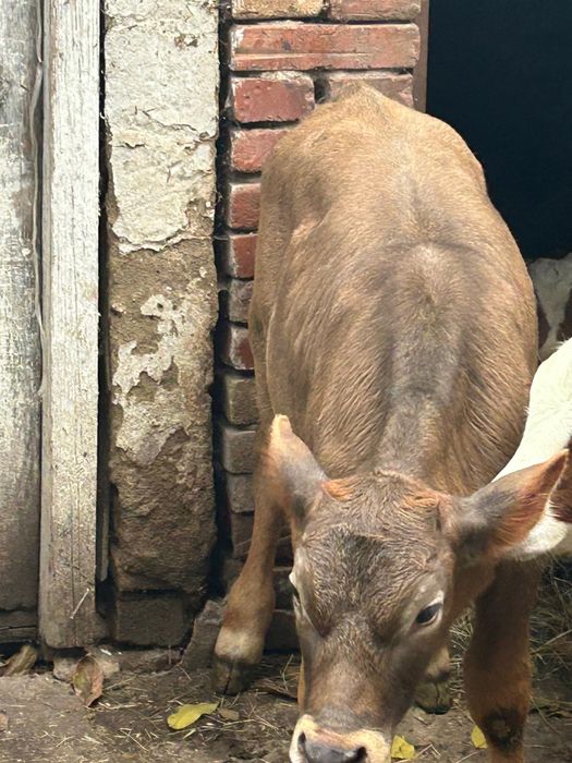 Vând vitea de rasa bună de lapte