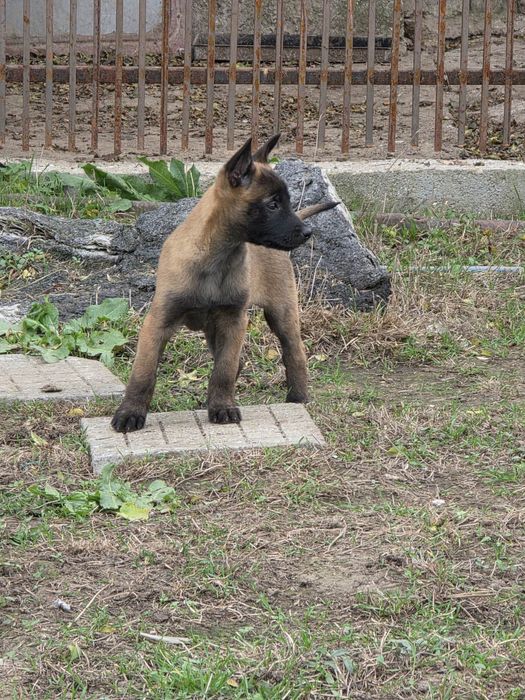 Белгийски овчарки малиноа
