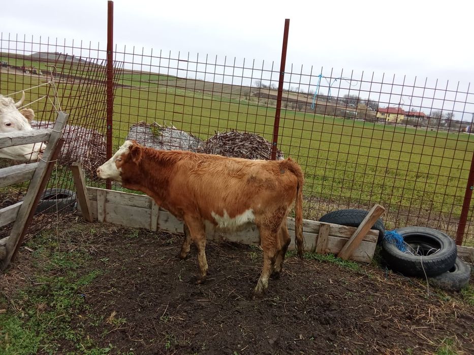 De vinzare de ținut sau taiat