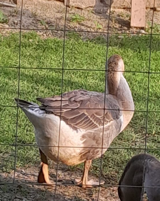 Vând gâște americane