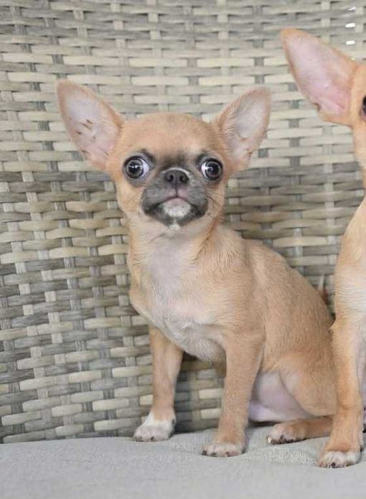 Мъжко мини чихуахуа лилав фаун на пет месеца