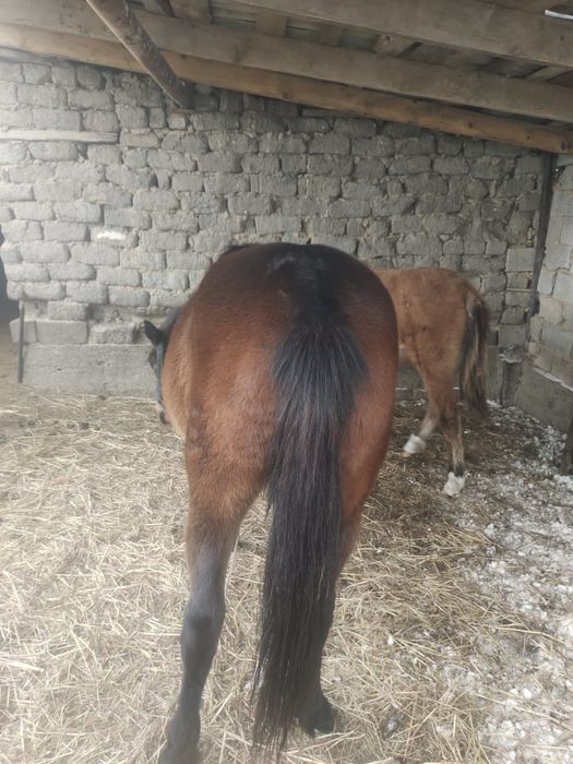 Жылқы сатылады, Байтал