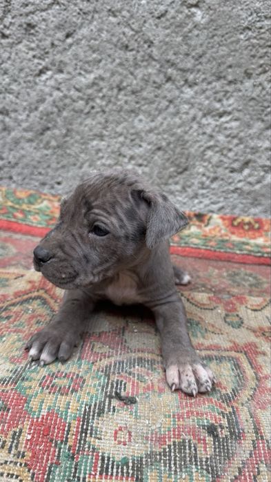 Срочно продаются щенки питбуля.