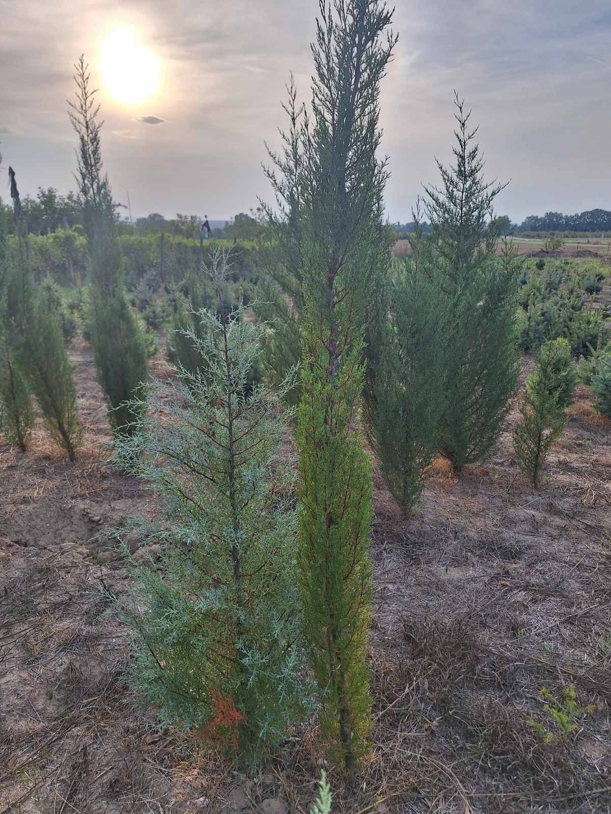 Кипарис / Cupressus sempervirens