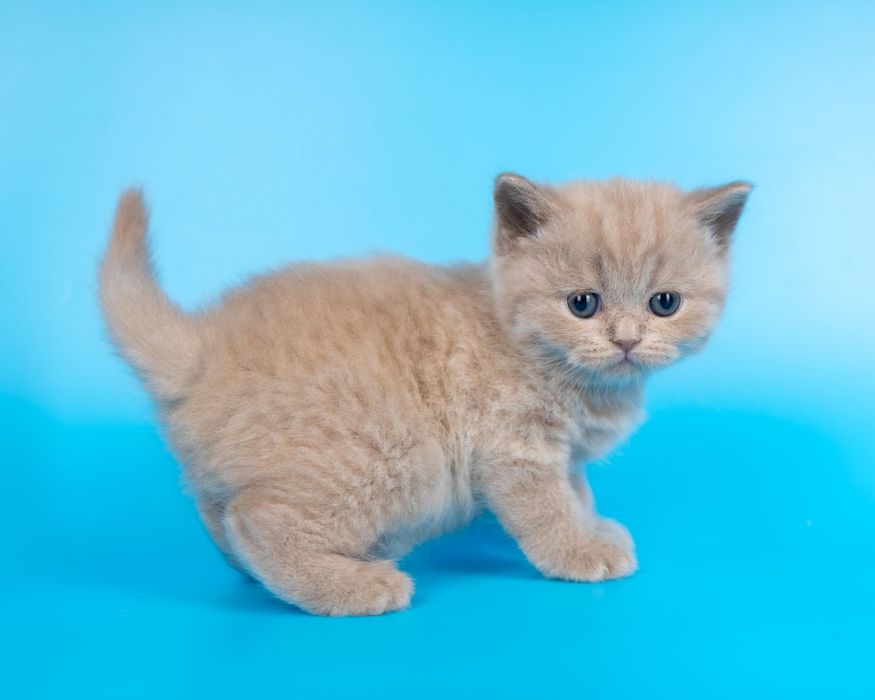 Красивые лиловые британские котята