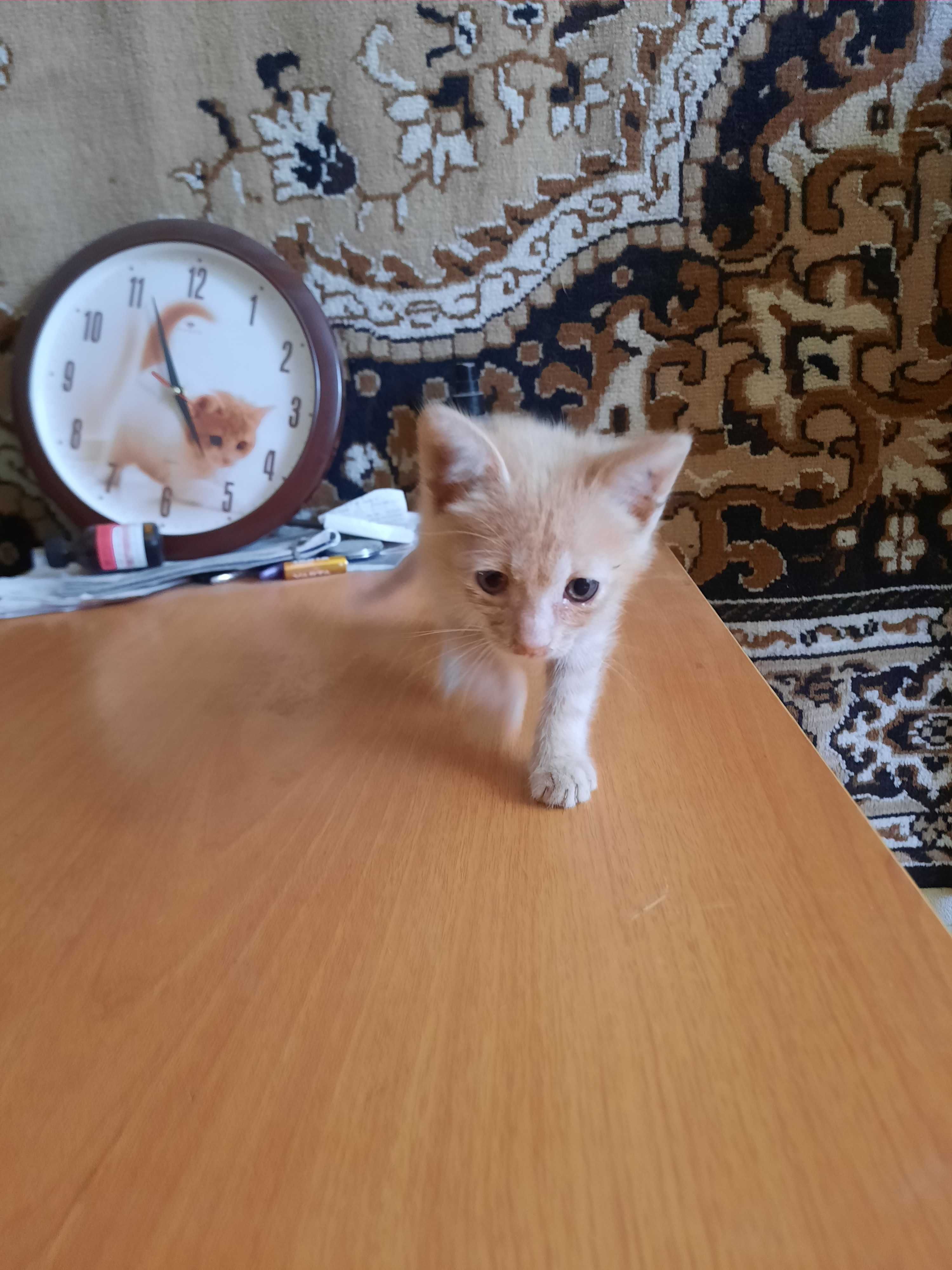 Котята в добрые, любящие руки.