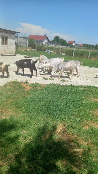 Capre  de vanzare  tinere