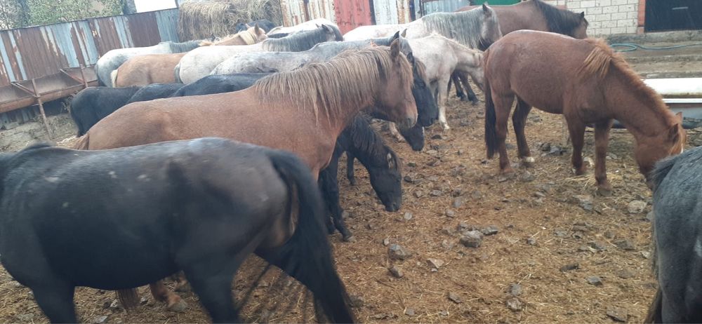 Жылкы лощадь бие байтал айгыр сатылады