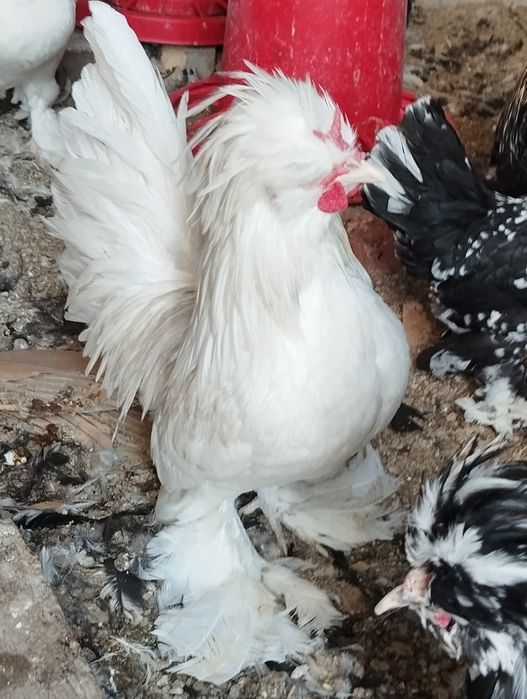 Карейски японкала сотилади. Зоти тоза.