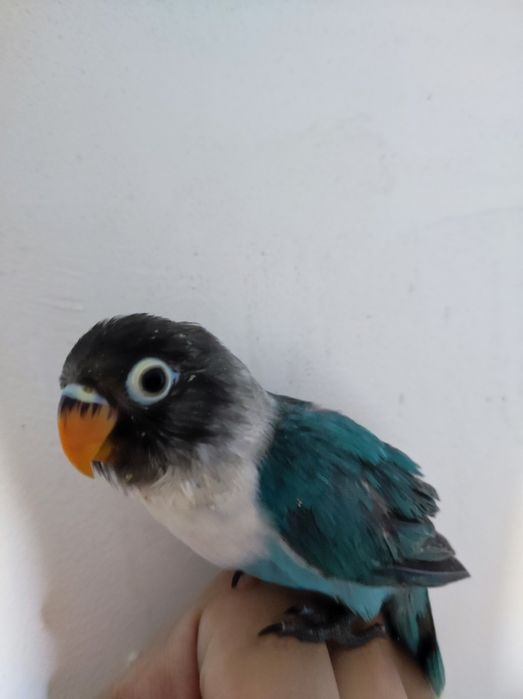 Ruchnoy papugay sotiladi nerazluchka nerazluchniki