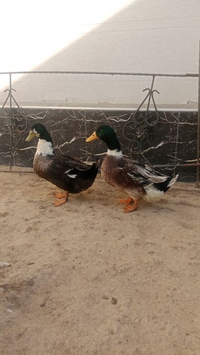 Урдак 6 ойлик яхши бокилган 2 та