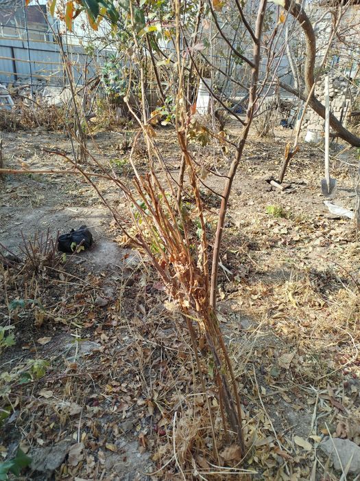 Атызда осип турган Малинанын налин сатаман, казир  кузде ексениз болад