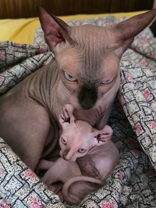 Канадски сфинкс и едно ЕЛФ