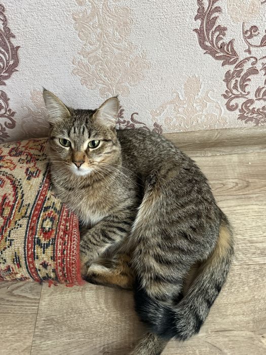 Отдам кошек в добрые руки