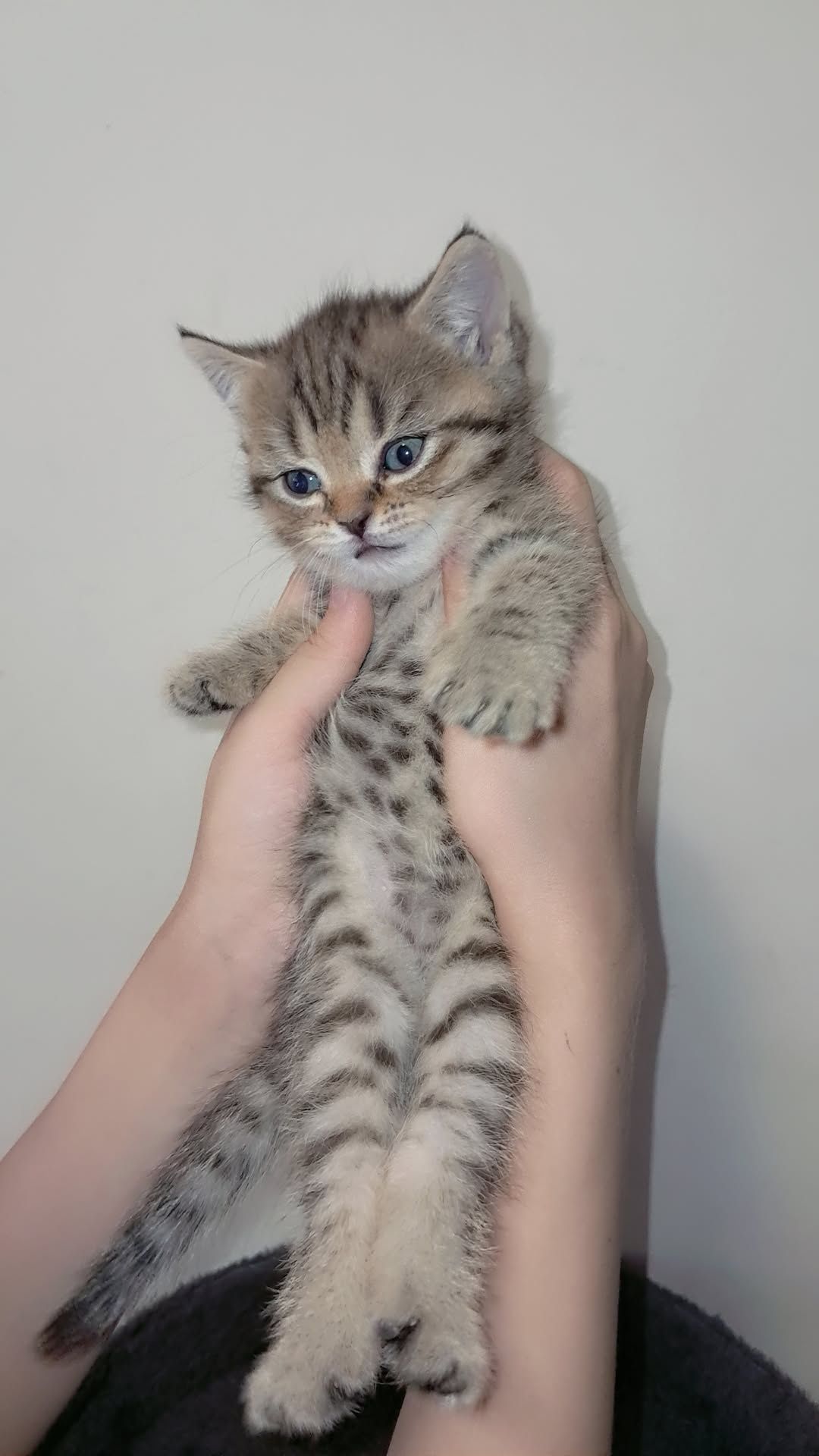 Шотландский мушукча