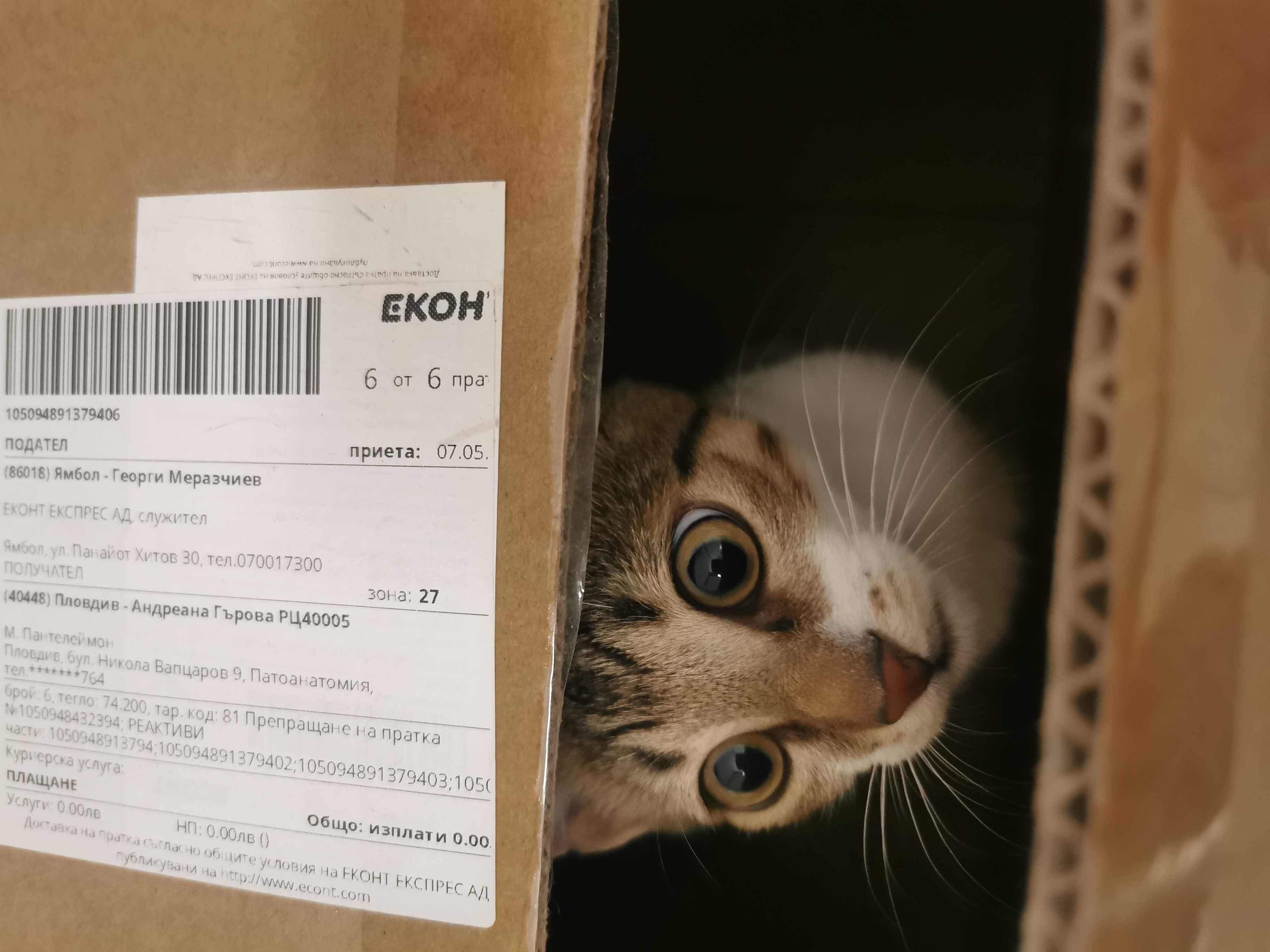 Подарявам 4ри месечно, мъжко котенце.