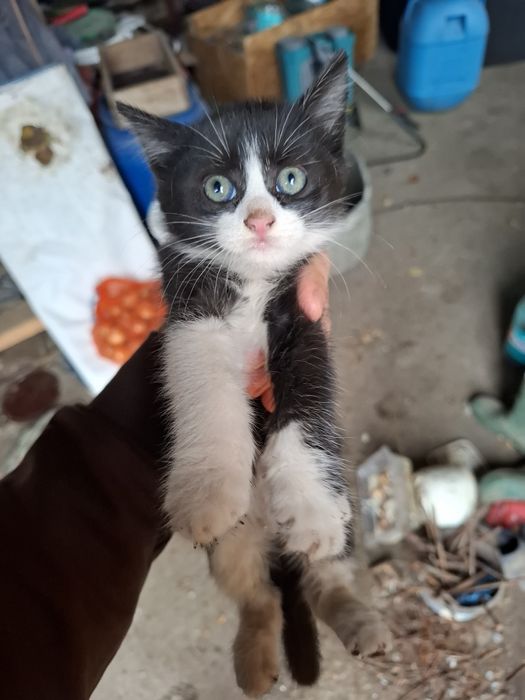 Dau spre adopție 4 pisicuți!