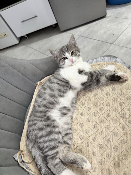 Отдам даром котенка ….