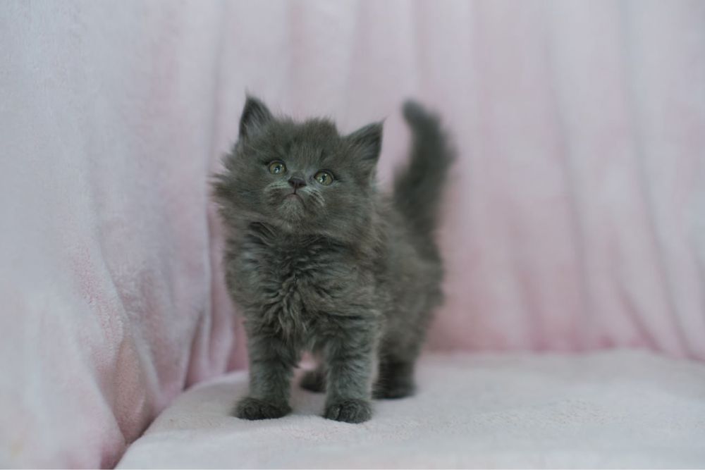 Котенок персидской породы