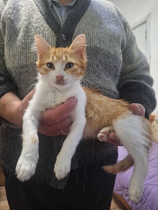 Пухени котенца подарявам