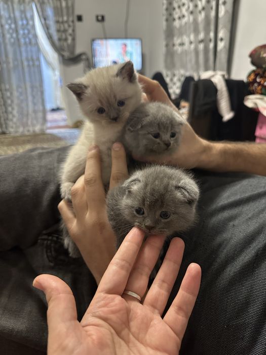 Mushuk bolalari zotdor(35 kunlik)