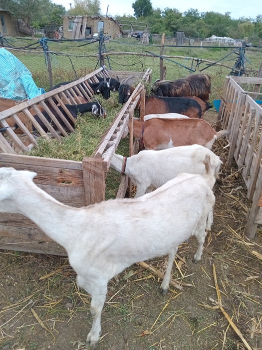 Capre de vânzare. Alpine și anglo-nubian