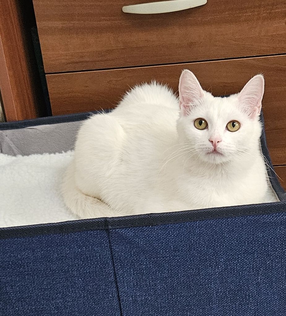 Котёнок подросток ищет дом