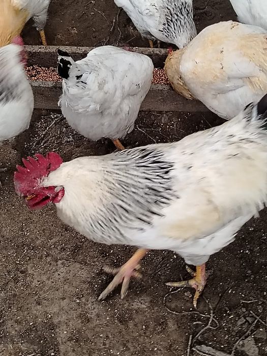 Петухи Адлер 6 месяцев