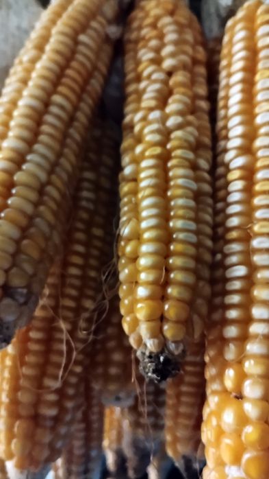 Porumb boabe sămânța