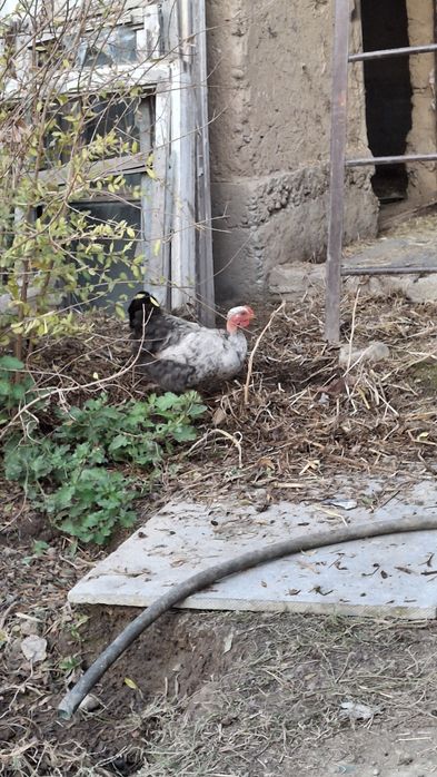 Uxeyleyyu tovuq sotiladi