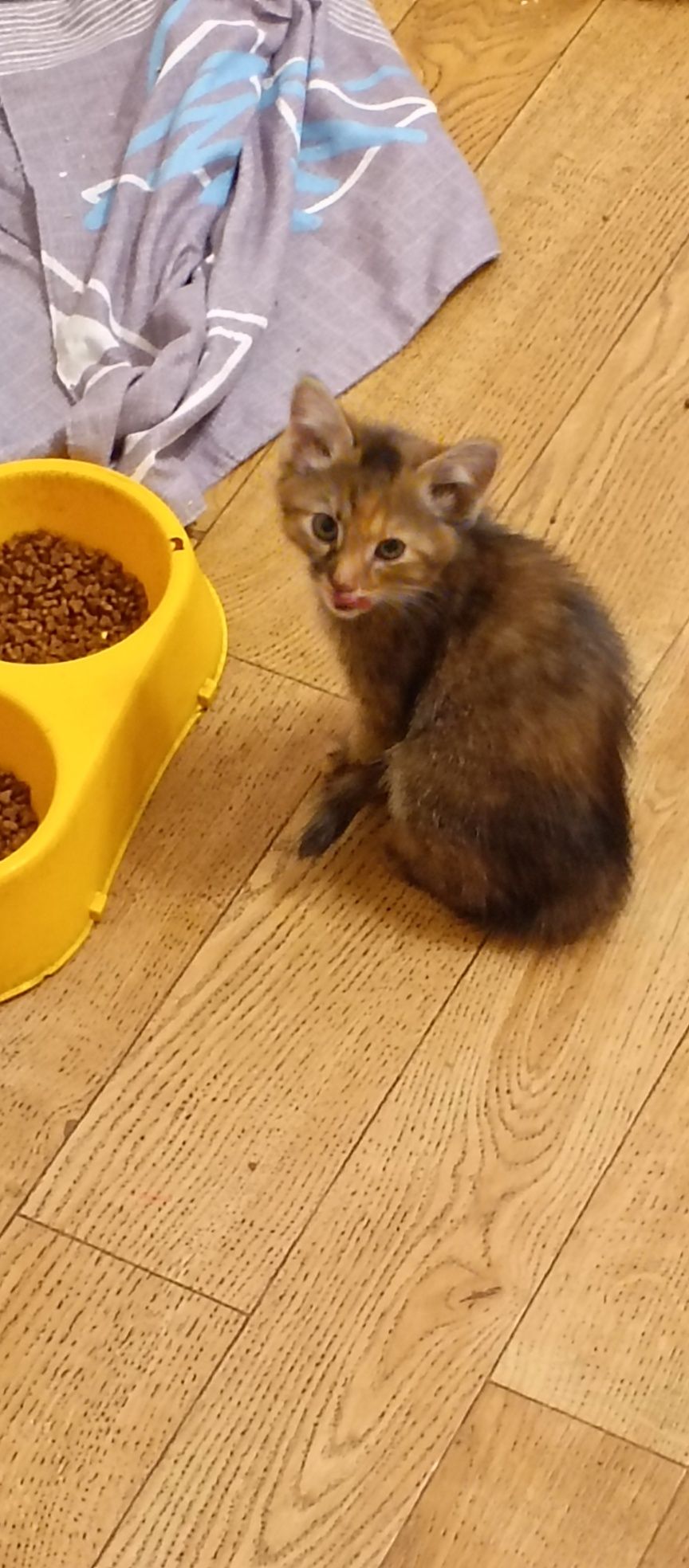Отдам домашних котят
