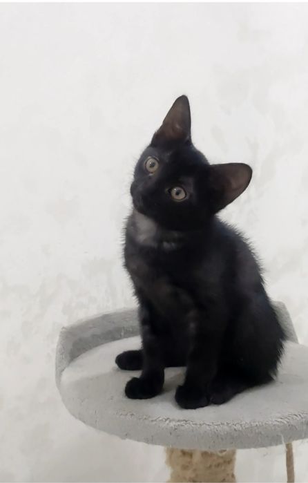 котята 2 месяца,  отдам в добрые руки