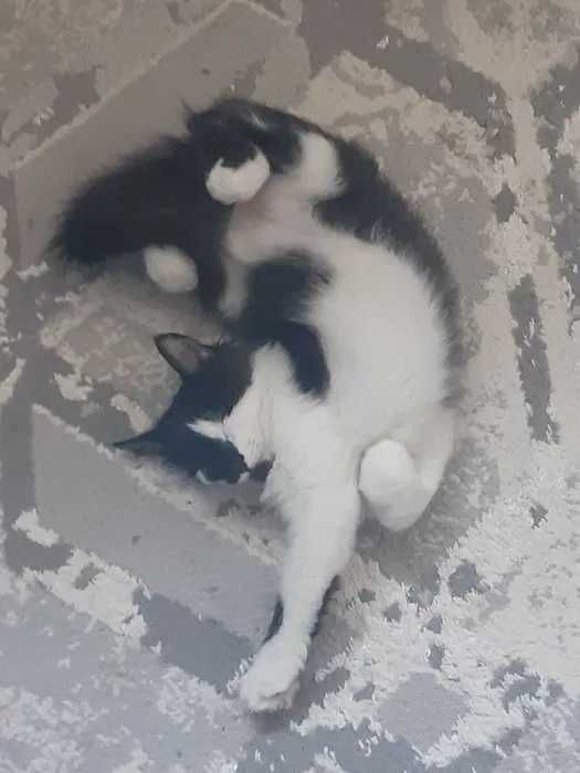 Котенок домашний , 4 месяца