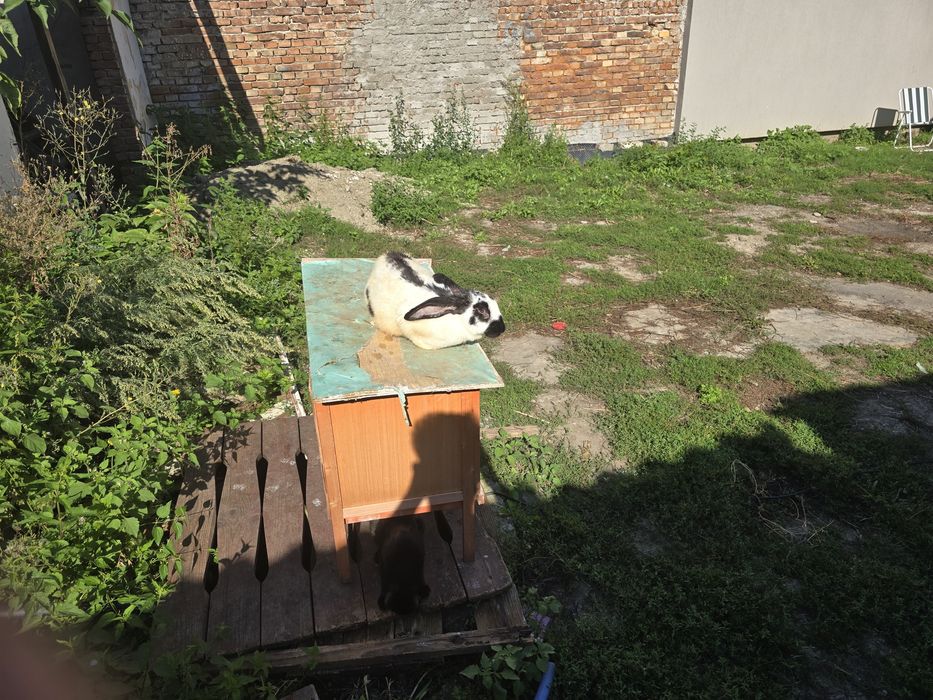 iepuroaică fluturași cine este interesat  să Apelați  la număr de tele